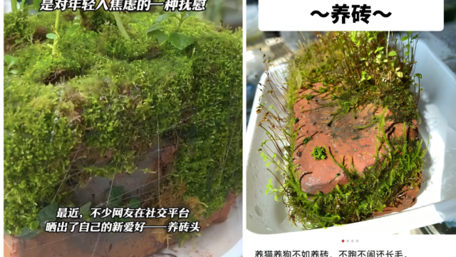 年輕人開始“養(yǎng)磚頭”，品牌能從中抄到什么作業(yè)？